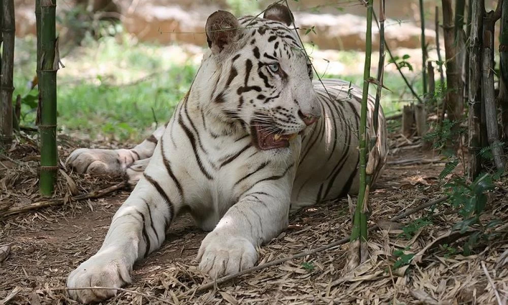 Πακιστάν: Πέθαναν δύο σπάνιες λευκές τίγρεις από κορονοϊό